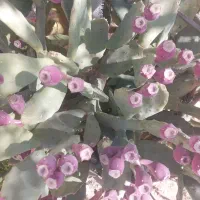 میوه کاکتوس