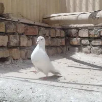 کفتر نر کله جزعی