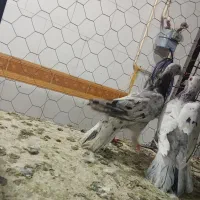 کبوتر|پرنده|قزوین, |دیوار