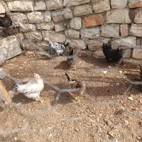 مرغ محلی|حیوانات مزرعه|جوانرود, |دیوار