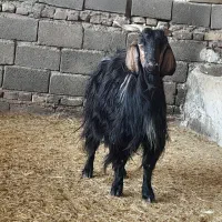 بز و کهر ، بز ، بره ،
