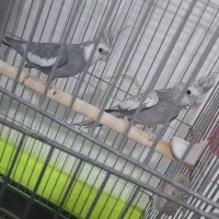 عروس هلندی نرو ماده ب فروش میرسد|پرنده|نسیمشهر, |دیوار