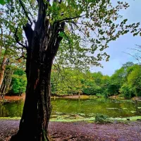 تور مرداب وربن تا هسل|تور و چارتر|تهران, آرژانتین|دیوار