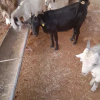 بز سانن با بز های محلی|حیوانات مزرعه|جره و بالاده, |دیوار