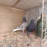 کبوتر|پرنده|مهریز, |دیوار