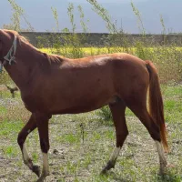 کره اسب نریون ترکمن یکسال ونیم پنج نشان