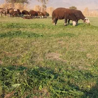 بزغاله|حیوانات مزرعه|بروجرد, |دیوار