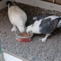 تخم کبوتر نقش ( بلژیکی)|پرنده|سیرجان, |دیوار