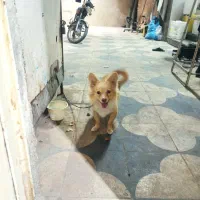 سگ پاکوتاه|سگ|برازجان, |دیوار