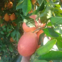 فروش 15 تُن پرتقال خونی موزی انباری|حراج|قائمشهر, |دیوار