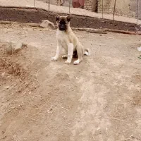 توله سرابی|سگ|انگوت, |دیوار