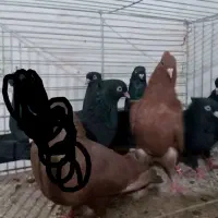 زاغ آبادانی   دمسفید