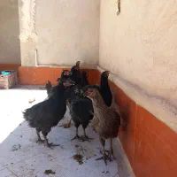 طاقچه مرغ وخروس