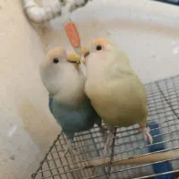 یک جفت طوطی برزیلی اهلی و بازی گوش|پرنده|کازرون, |دیوار