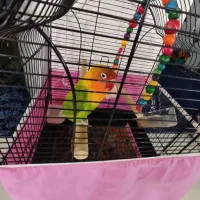 طوطی برزیلی