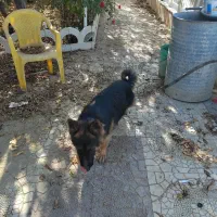 سگ ژرمن|سگ|مشهد, هفده شهریور|دیوار