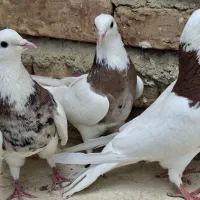 کفتر|پرنده|همدان, |دیوار