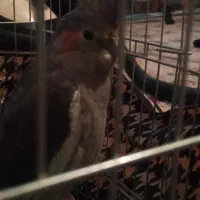 عروس هلندی نر