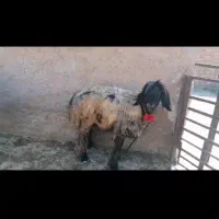 میش بختیاری|حیوانات مزرعه|شیراز, میانرود|دیوار