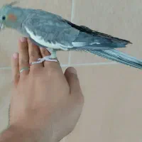 عروس هلندی رام با قفس ووسایل|پرنده|کرمان, |دیوار