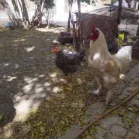 ۲ تا خروس سالم و سرحال|حیوانات مزرعه|مشهد, جنت|دیوار