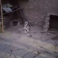 سگ یک ساله
