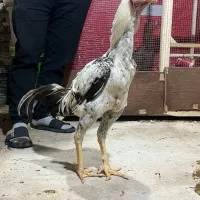 جوجه خروس لاری