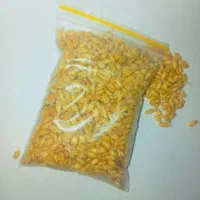 جوانه گندم