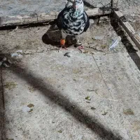 فروش چند عدد کفتر شیروان