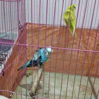 جفت مرغ عشق پروانه ای