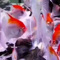 ماهی انجل  و فایتر و گوپی