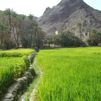 سینی نشا برنج مدل PS920  باکس قالب جعبه نشاء فروش