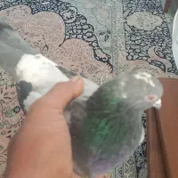 نر گچی توک سر ۱۲ دم