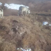 کره‌خر‌۳ماه‌