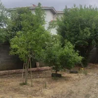 760 سند تک برگ بهمراه دو خانه|فروش خانه و ویلا|لاهیجان, بازکیاگوراب|دیوار