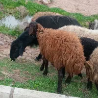 گوسفندزنده میش شیشک