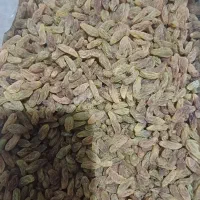 کشمش سبز قلمی