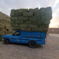 یونجه درجه یک
