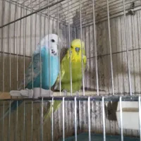 مرغ عشق انگلیس