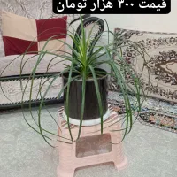 فروش گل و گیاه خانگی و آپارتمانی