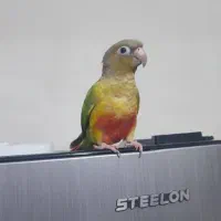 طوطی گرینجیک اهلی|پرنده|ارومیه, |دیوار