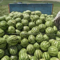 فروش هندونه