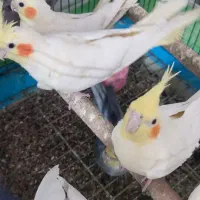 عروس هلندی