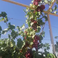 باغ ویلا دشت|فروش خانه و ویلا|نیشابور, فضل|دیوار