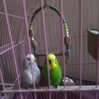 یک جفت مرغ عشق انگلیسی|پرنده|فردیس, شهرک ارم|دیوار