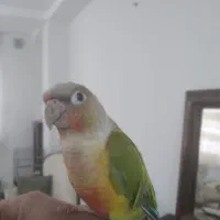 گرینچیک دستی و خانگی|پرنده|کرج, کوی امامیه|دیوار