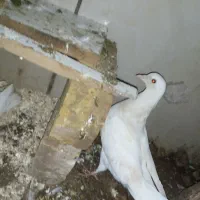 کفتر|پرنده|گناباد, |دیوار