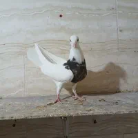 جوجه طوقی نسل عالی|پرنده|اهواز, امانیه|دیوار