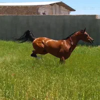 اسب عرب دوسر وارداتی