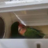 یک جفت کوتوله برزیلی مولد با تخم|پرنده|شیراز, گویم|دیوار